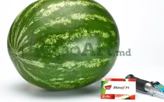 EKINOX / ЕКІНОКС