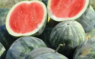 Extazy F1 / Екстазі F1