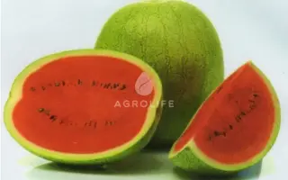 EL WAFI / ЕЛЬ ВАФІ