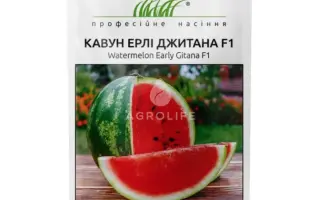 Early Gitana F1 / Ерлі Джитана F1