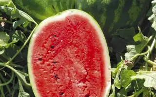 Karnakata F1 / Карнаката F1