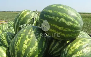 Colosseo F1 / Колізей F1