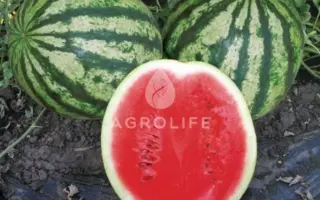 Crimson Delight F1 / Крімсон Делайт F1