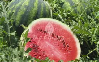 Crisby / Крісбі