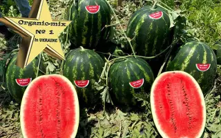 Legio / Леджіо