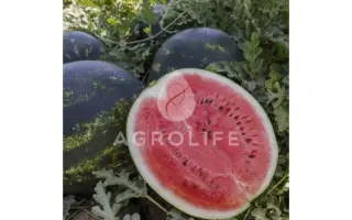 Lusitana / Лузітана