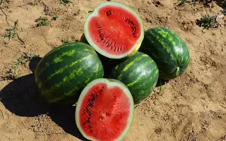 Maristo / Марісто