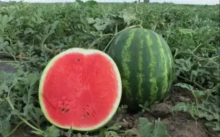 Мелитопольский 60 / Мелітопольський 60