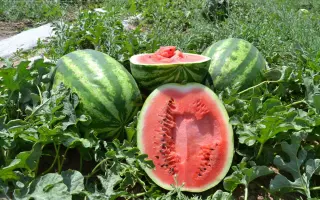 Montana / Монтана