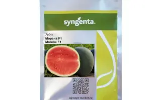 MORENA / МОРЕНА