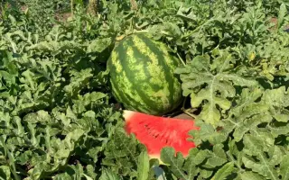 NUN 21613 / НУН 21613