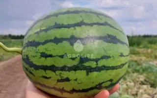 PREMIUM / ПРЕМІУМ