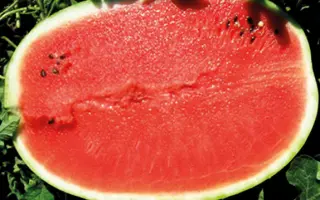 Prismatica F1 / Призматика F1