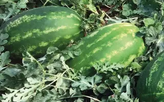 Redenza / Реденза