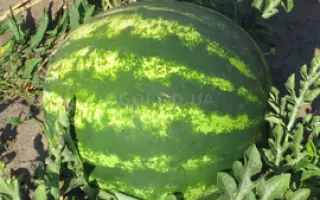 Сичеслав / Січеслав