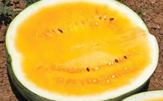 Сонячне сяйво