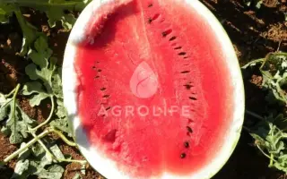 Surprise / Сюрприз