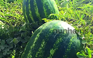 Tamerlan / Тамерлан