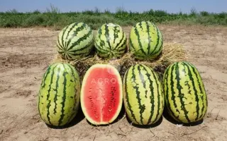 Tamtam / Тамтам