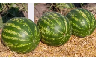 Termez / Термез