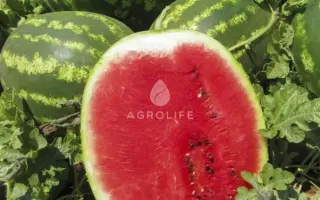 Top Mara / Топ Мара