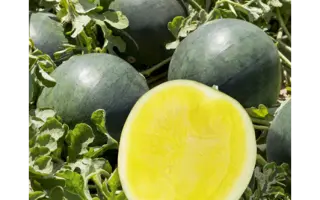 Tropical Sunshine / Тропікал Саншайн