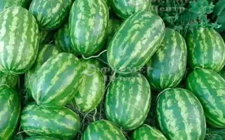 Farao F1 / Фарао F1