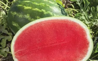 FASCINATION / ФАСИНЕЙШН