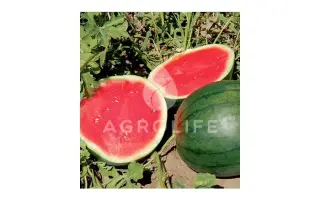 Fenway F1 / Фенвей F1