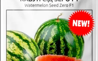 C ZERO / Ц ЗЕРО