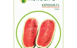 Caroline F1 / Кароліна F1