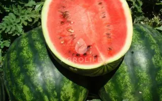 Catherine F1 / Катрін F1