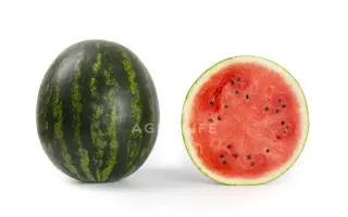 Carroll / Керрол