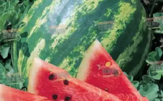 Kodak F1 / Кодак F1