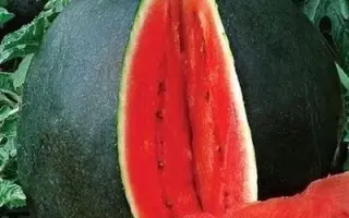 Coralzinho / Коралзіньу