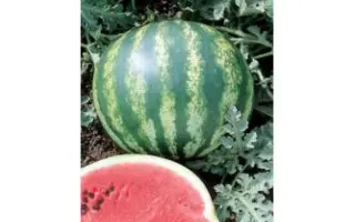 Crimson Glory F1 / Кримсон Глори F1