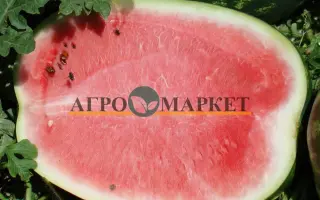 Madison F1 / Медісон F1