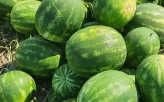 Olympia F1 PS / Олимпия F1