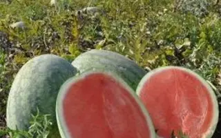 Sagi F1 / Сагі F1