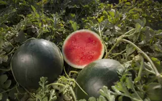 Titania / Титанія