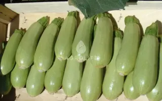 Asma F1 / Асма F1