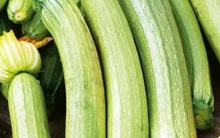 Bianca di Trieste / Біанка ді Трієсте