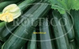 Black Beauty / Блек Бюті