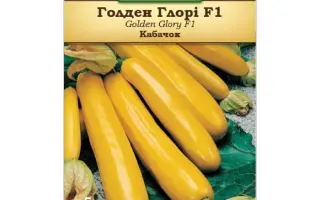 GOLDEN GLORY / ГОЛДЕН ГЛОРІ