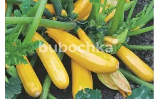 Yellow House / Єлов Хаус