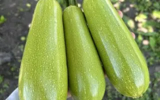 Imperator / Імператор