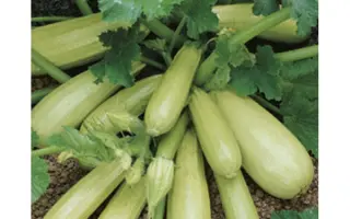 Cavili / Кавілі