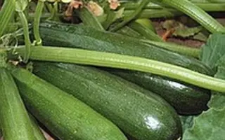 Cora F1 / Кора F1