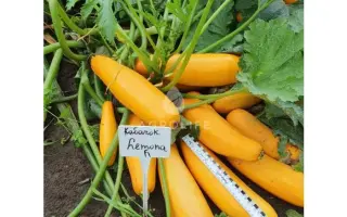 LEMONA / ЛЕМОНА