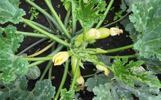 Manises / Манісес